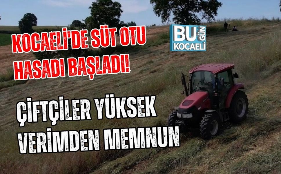 KOCAELİ'DE SÜT OTU HASADI BAŞLADI! ÇİFTÇİLER YÜKSEK VERİMDEN MEMNUN