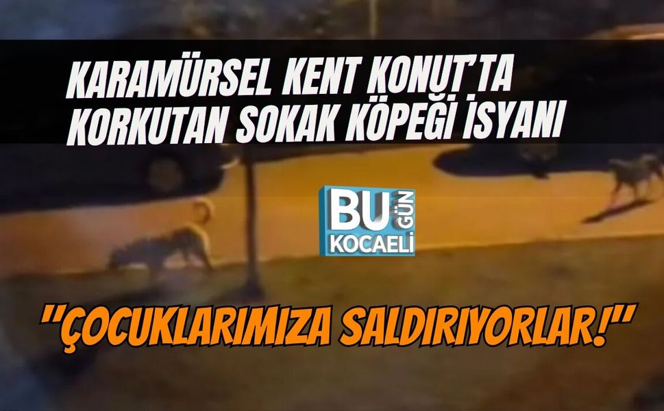KARAMÜRSEL KENT KONUT’TA KORKUTAN SOKAK KÖPEĞİ İSYANI: "ÇOCUKLARIMIZA SALDIRIYORLAR!"
