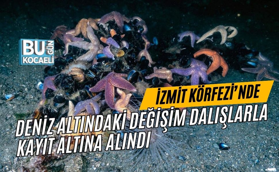 İZMİT KÖRFEZİ’NDE DENİZ ALTINDAKİ DEĞİŞİM DALIŞLARLA KAYIT ALTINA ALINDI