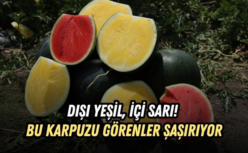 DIŞI YEŞİL, İÇİ SARI! BU KARPUZU GÖRENLER ŞAŞIRIYOR