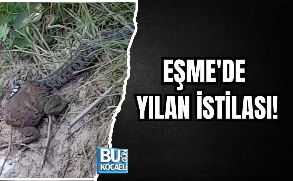 EŞME'DE YILAN İSTİLASI!