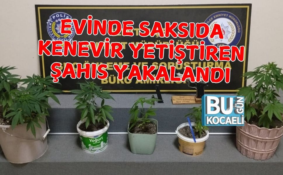 EVİNDE SAKSIDA KENEVİR YETİŞTİREN ŞAHIS YAKALANDI