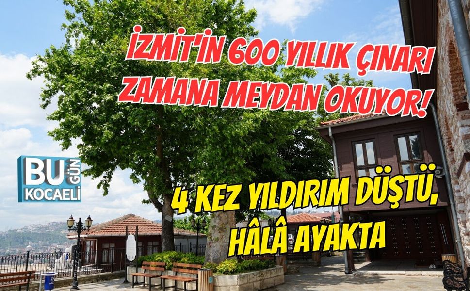 İZMİT'İN 600 YILLIK ÇINARI ZAMANA MEYDAN OKUYOR! 4 KEZ YILDIRIM DÜŞTÜ, HÂLÂ AYAKTA