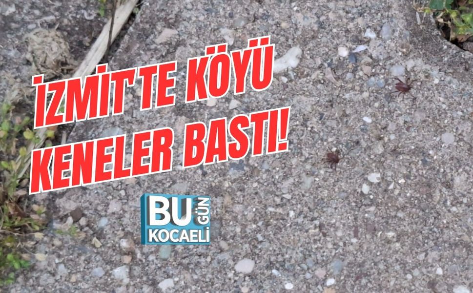 İZMİT'TE KÖYÜ KENELER BASTI!