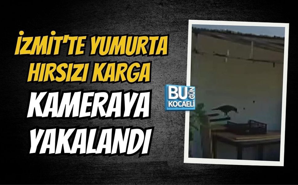 İZMİT'TE YUMURTA HIRSIZI KARGA KAMERAYA YAKALANDI