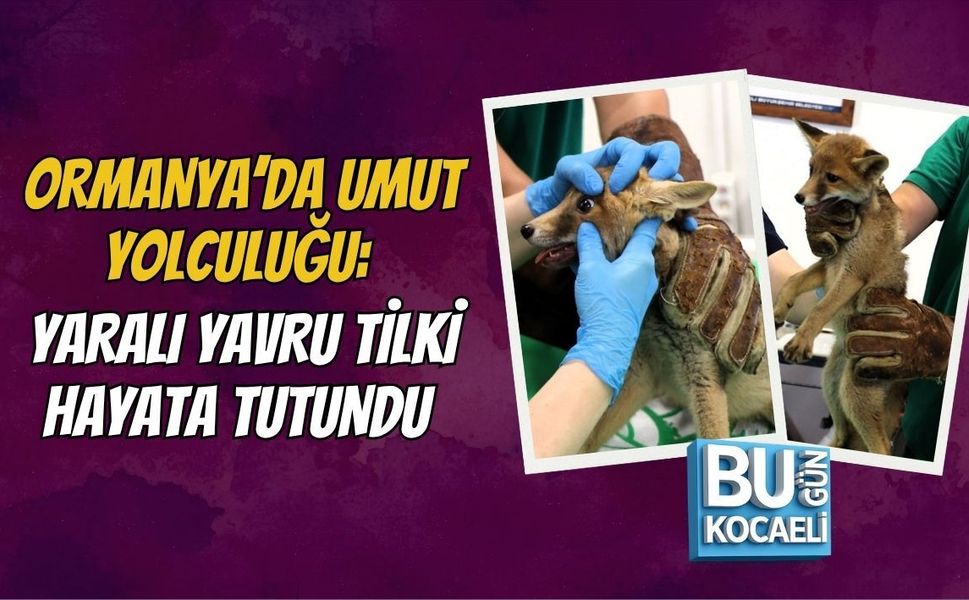ORMANYA’DA UMUT YOLCULUĞU: YARALI YAVRU TİLKİ HAYATA TUTUNDU