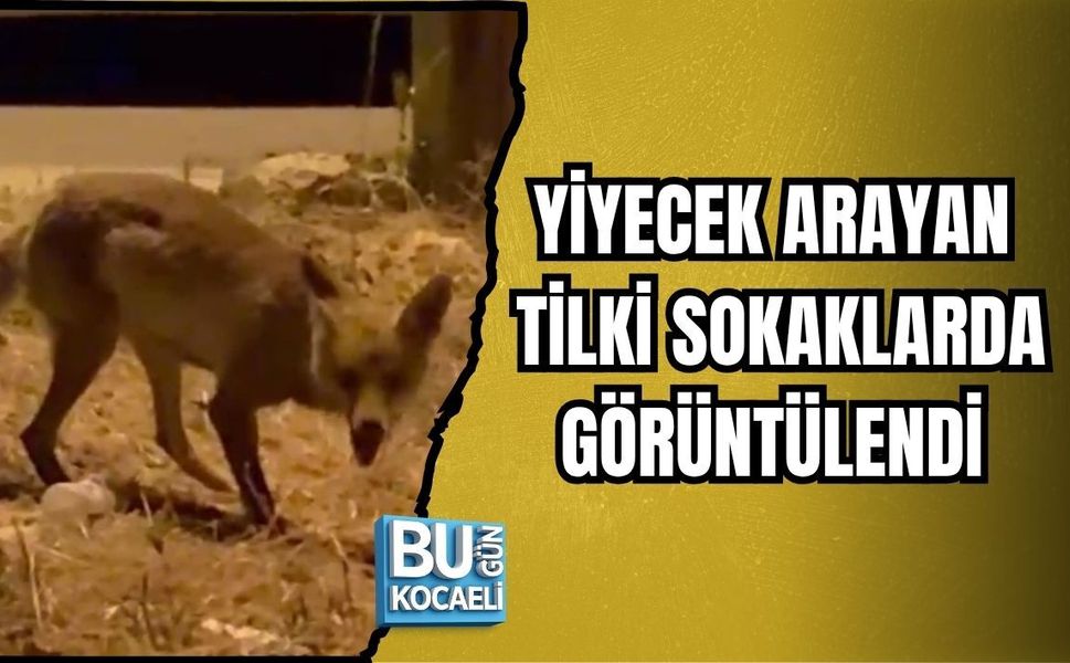 YİYECEK ARAYAN TİLKİ SOKAKLARDA GÖRÜNTÜLENDİ