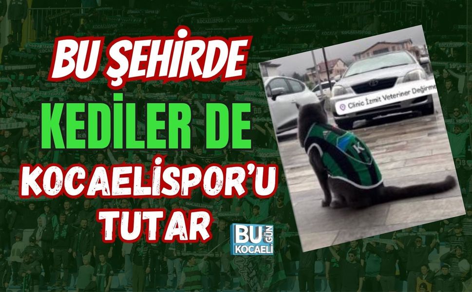 BU ŞEHİRDE KEDİLER DE KOCAELİSPOR’U TUTAR