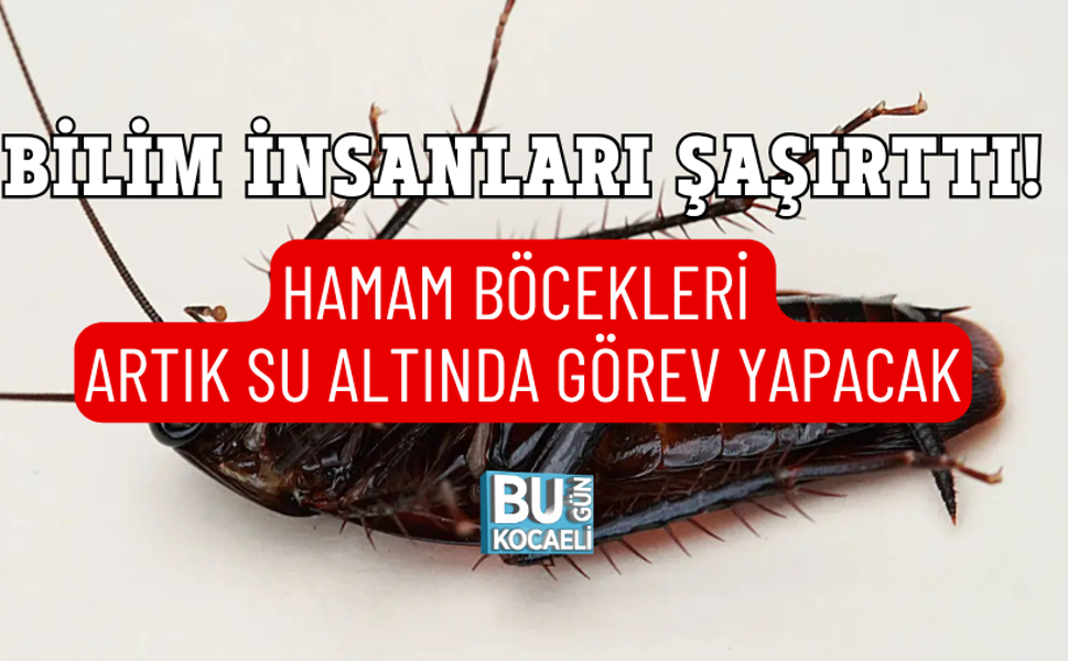 BİLİM İNSANLARI ŞAŞIRTTI! HAMAM BÖCEKLERİ ARTIK SU ALTINDA GÖREV YAPACAK