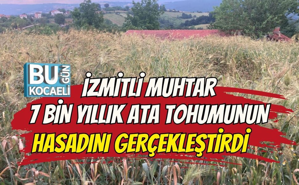 İZMİTLİ MUHTAR 7 BİN YILLIK ATA TOHUMUNUN HASADINI GERÇEKLEŞTİRDİ