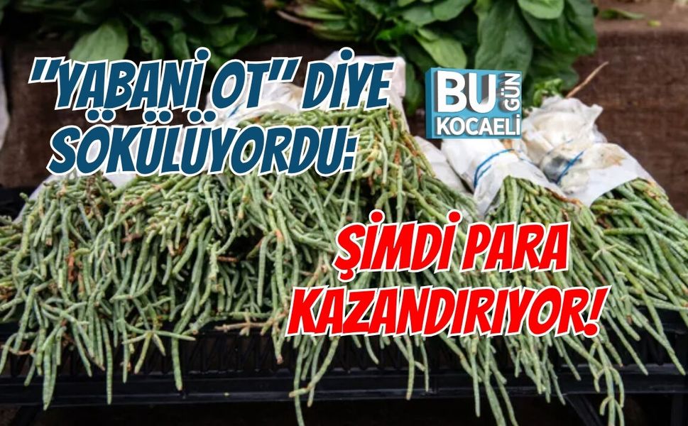 "YABANİ OT" DİYE SÖKÜLÜYORDU:  ŞİMDİ PARA KAZANDIRIYOR!