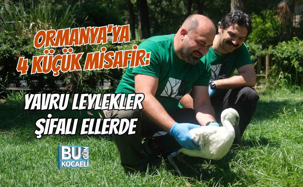 ORMANYA’YA 4 KÜÇÜK MİSAFİR: YAVRU LEYLEKLER ŞİFALI ELLERDE